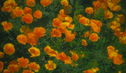 photo of poppy flowers